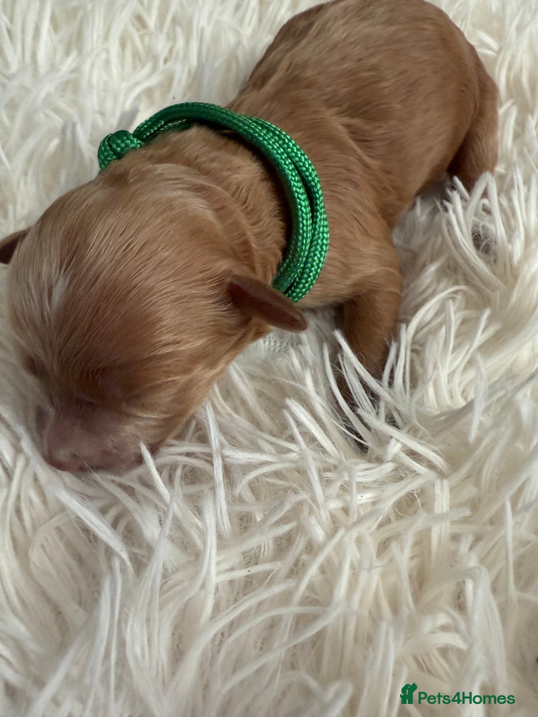 Mixed Breed dogs for sale: Cavapoochon Puppies  - Image 7