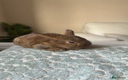 Mini Lop rabbits for sale: Baby bunnies for sale - Image 2