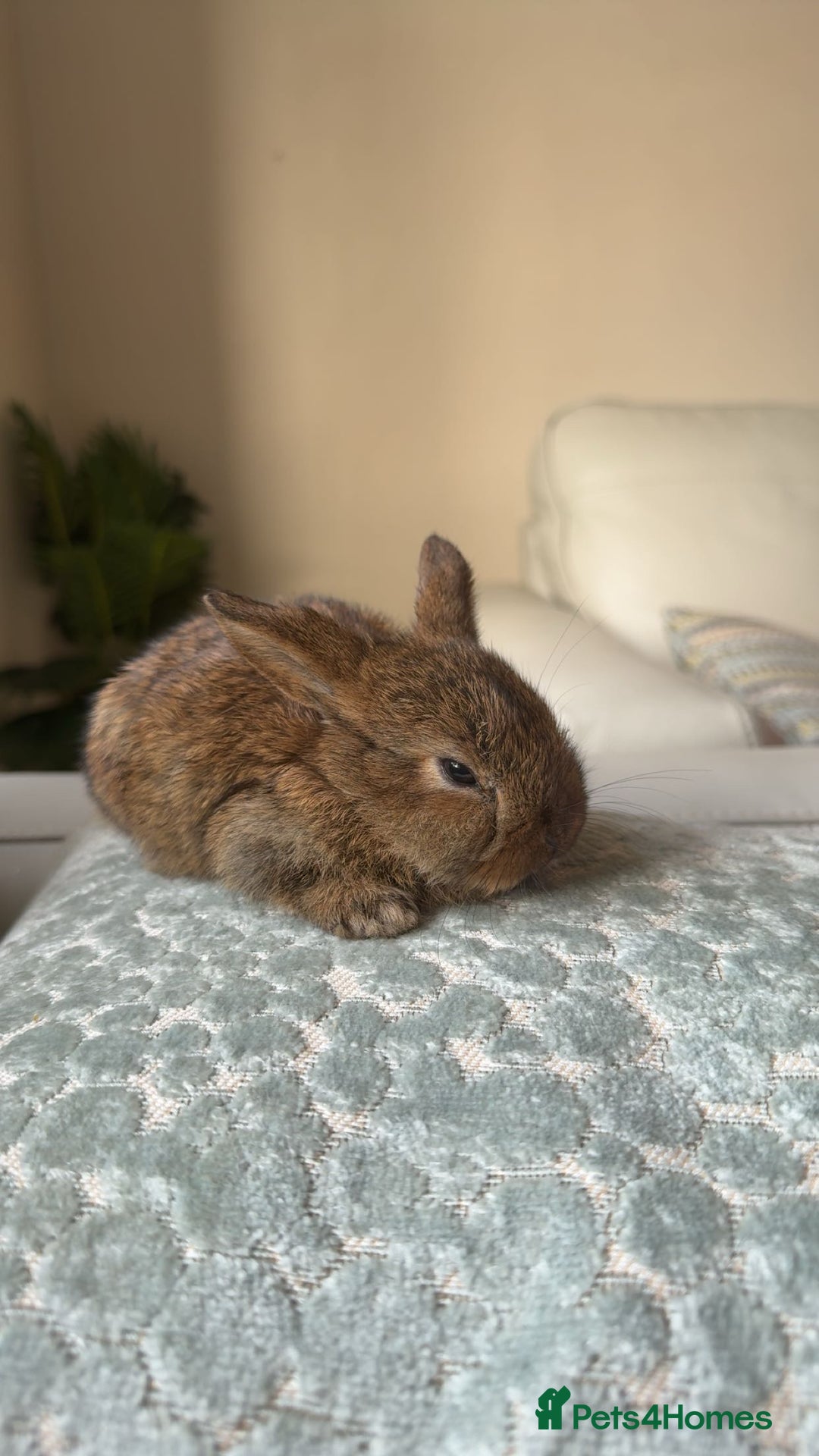 Mini Lop rabbits for sale: Baby bunnies for sale - Image 2