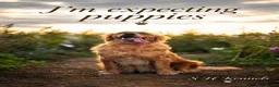 Golden Retriever dogs for sale: Fantastic golden retriever  - Advert 10
