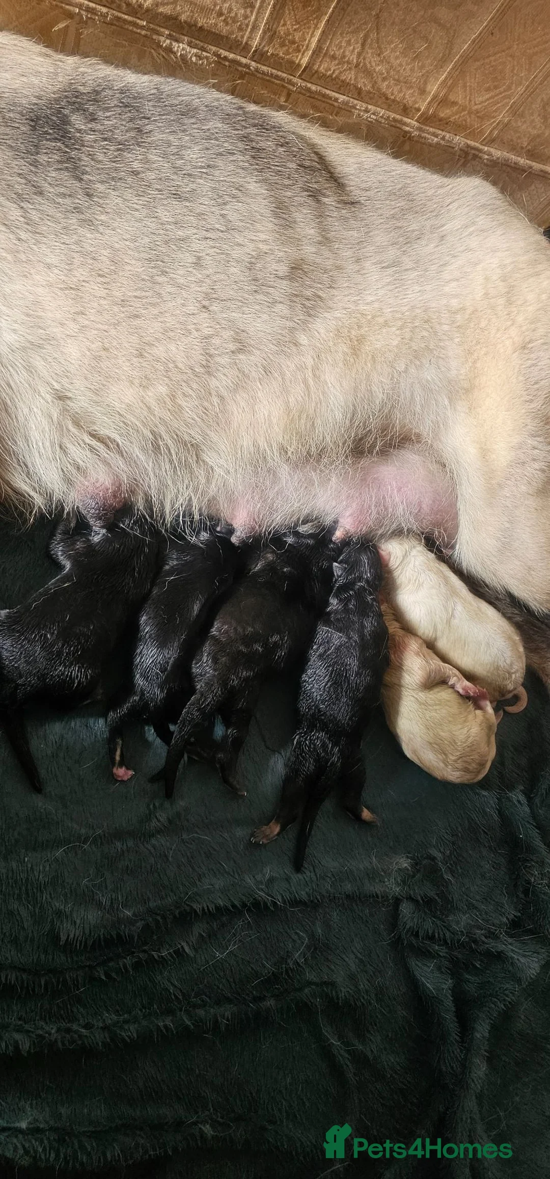 German Shepherd dogs for sale: White, black and sable german shepherd pups - Advert 11