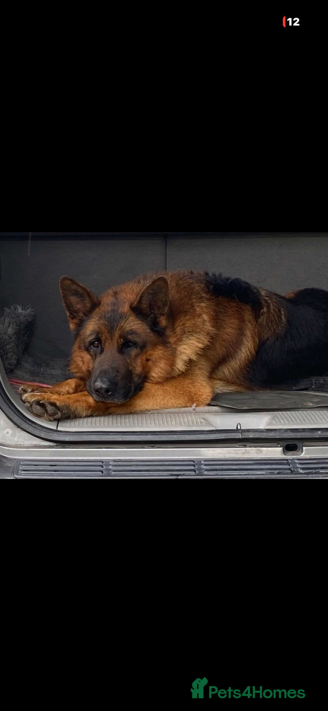 German Shepherd dogs for sale: Stunning German Shepherd - Advert 1