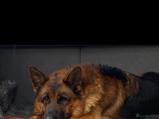 German Shepherd dogs Stunning German Shepherd - Advert 1