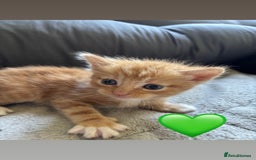 Mixed Breed cats for sale: Beautiful kittens for sale - Image 12