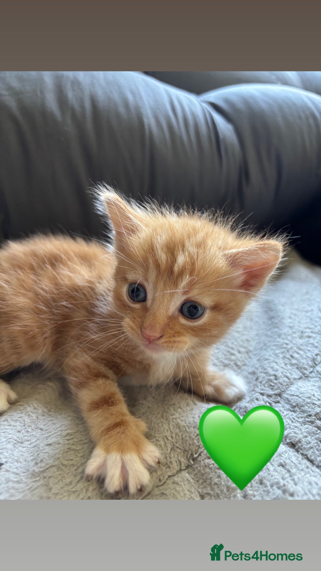 Mixed Breed cats for sale: Beautiful kittens for sale - Image 12