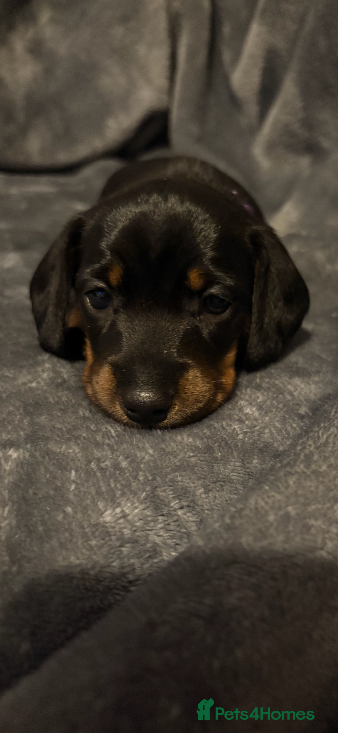 Dachshund dogs for sale: Dachshunds pups for sale - Advert 1