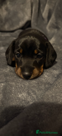 Dachshund dogs Dachshunds pups for sale - Advert 1