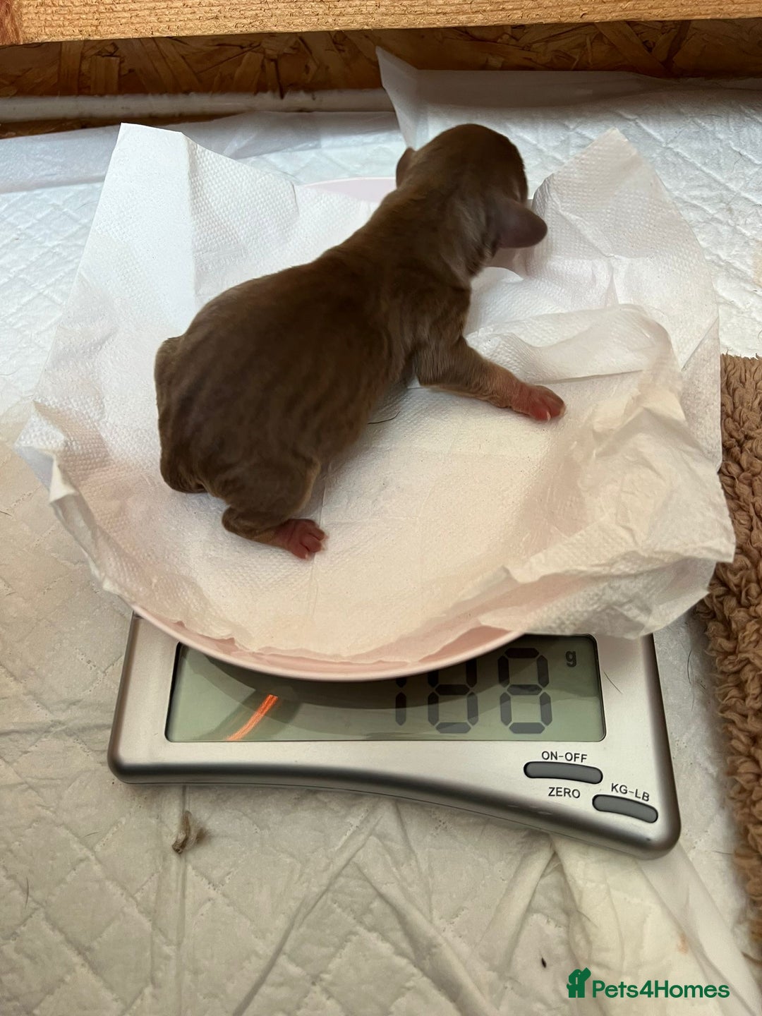 Mixed Breed dogs for sale: Sweet dachshund/ frenchie - Advert 10