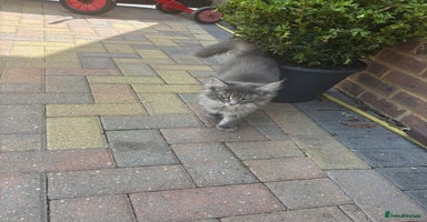 Maine Coon cats - Advert 7