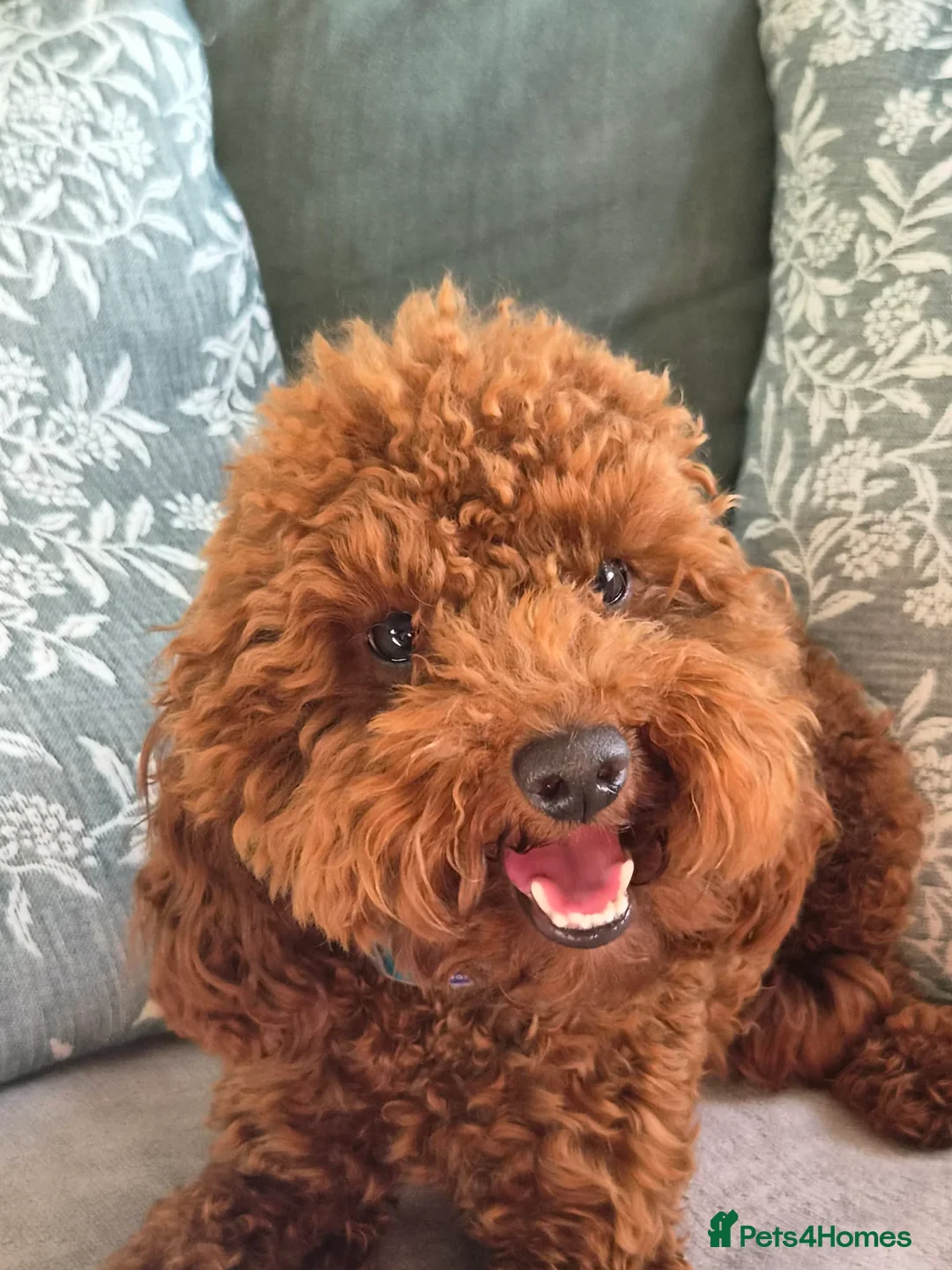 Toy Poodle dogs for stud: Toy poodle  - Advert 3
