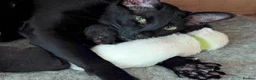 Oriental cats for sale: GCCF Registered Oriental/Siamese boys in Weston-super-Mare - Advert 12