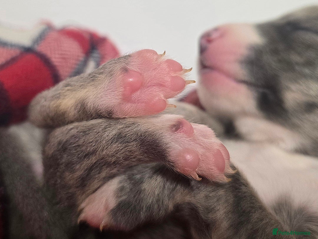 Whippet dogs for sale: KC Registered Small Whippet Puppies - Advert 4