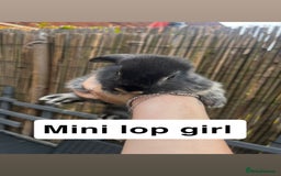 Mini Lop rabbits for sale: 2 x girl mini lops and 4 x lion head mini lops  - Image 2
