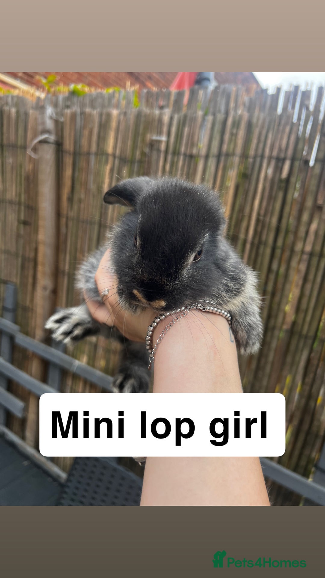 Mini Lop rabbits for sale: 2 x girl mini lops and 4 x lion head mini lops  - Image 2