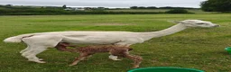 Alpaca livestock for sale: BAS registered breeding female Alpacas  - Advert 14