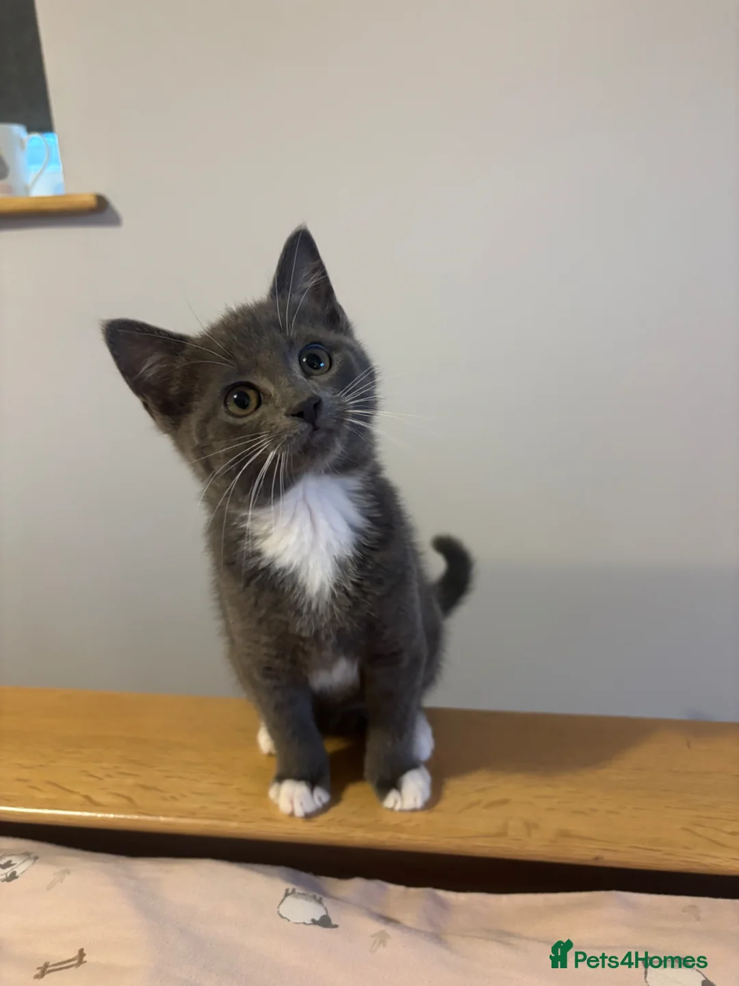 Mixed Breed cats for sale: Gorgeous kittens  - Advert 1