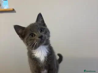 Mixed Breed cats Gorgeous kittens - Advert 10