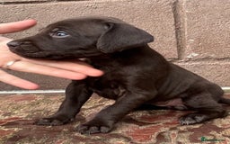 Mixed Breed dogs for sale: GWPxLabxVizsla Puppies  - Image 9