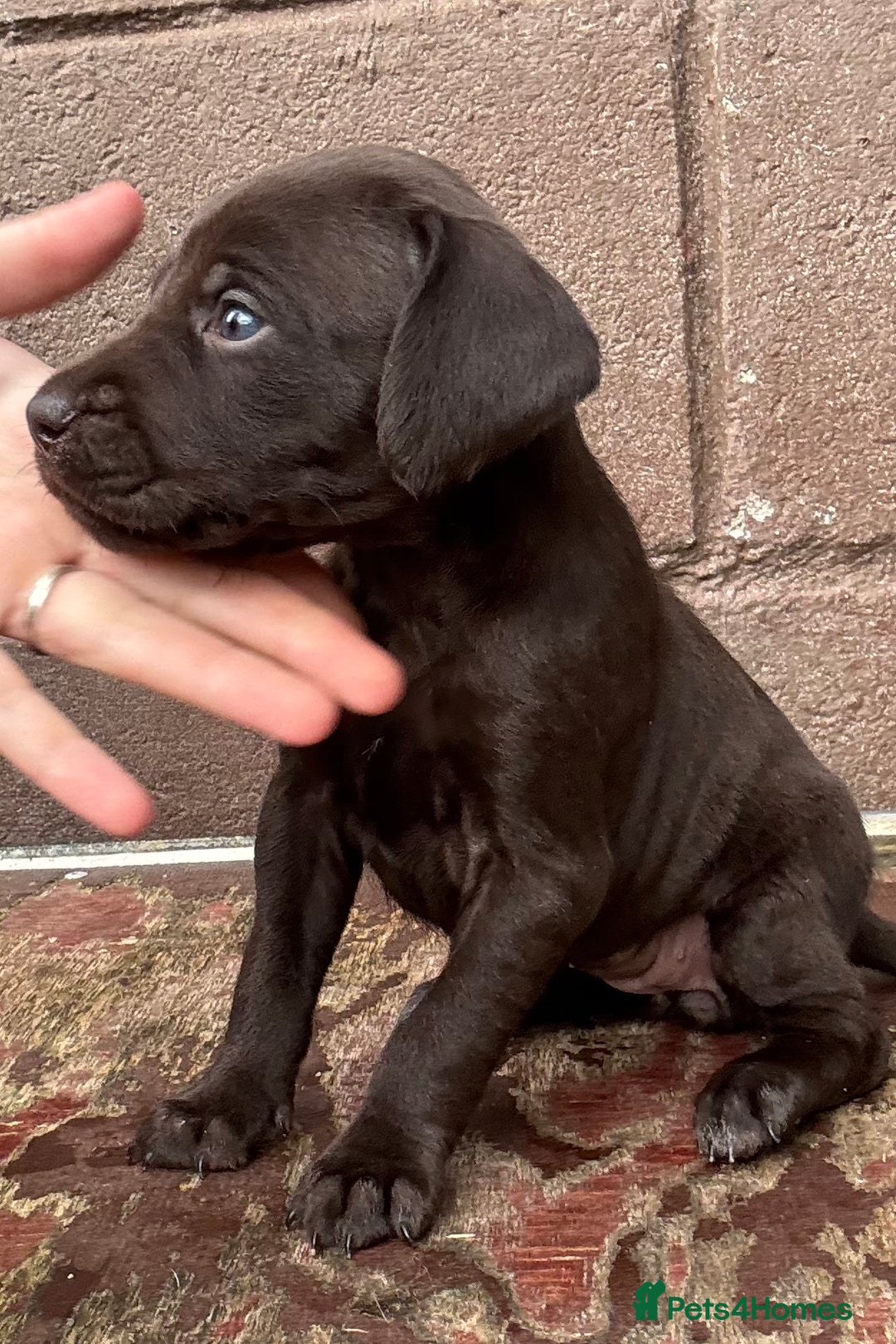 Mixed Breed dogs for sale: GWPxLabxVizsla Puppies  - Image 9