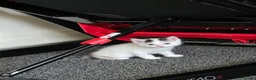 Mixed Breed cats for sale: 3 gorgeous kittens for sale - Advert 3