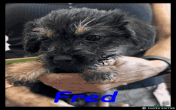Mixed Breed dogs for sale: Beautiful Borderpoo Puppies – Ready 24th August - Image 8