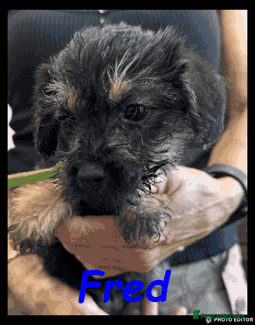 Mixed Breed dogs for sale: Beautiful Borderpoo Puppies – Ready 24th August - Image 8