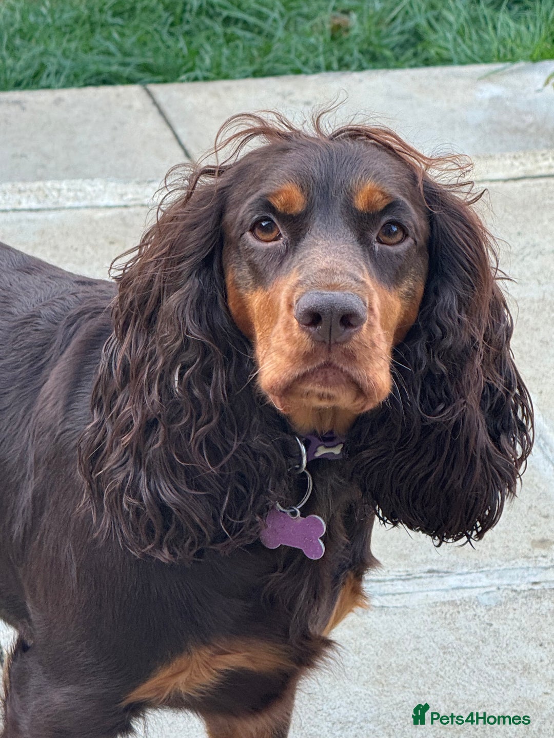 Cocker Spaniel dogs for sale: Cocker spaniel puppies  - Advert 2