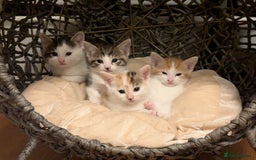 British Shorthair cats for sale: 4 adorable 9 week old kittens for sale - Image 1