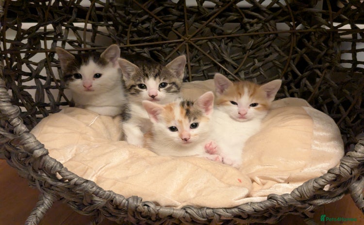 British Shorthair cats - Advert 9