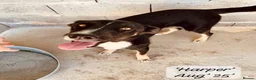 Mixed Breed dogs for adoption: Harper, 18 months. Available for adoption. - Advert 29