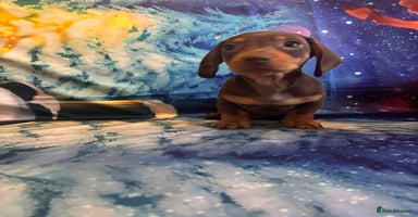 Miniature Dachshund dogs Last mini Dachshund available  - Advert 8