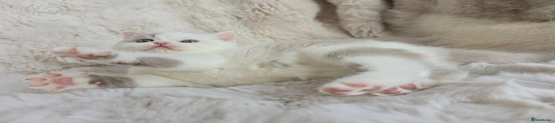 British Shorthair Kitten 3
