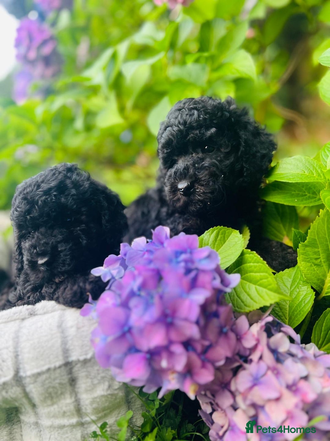 Cavapoo dogs for sale: Cavapoo  - Image 5