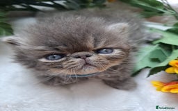 Persian cats for sale: Persian Kittens looking for their forever homes - Image 3