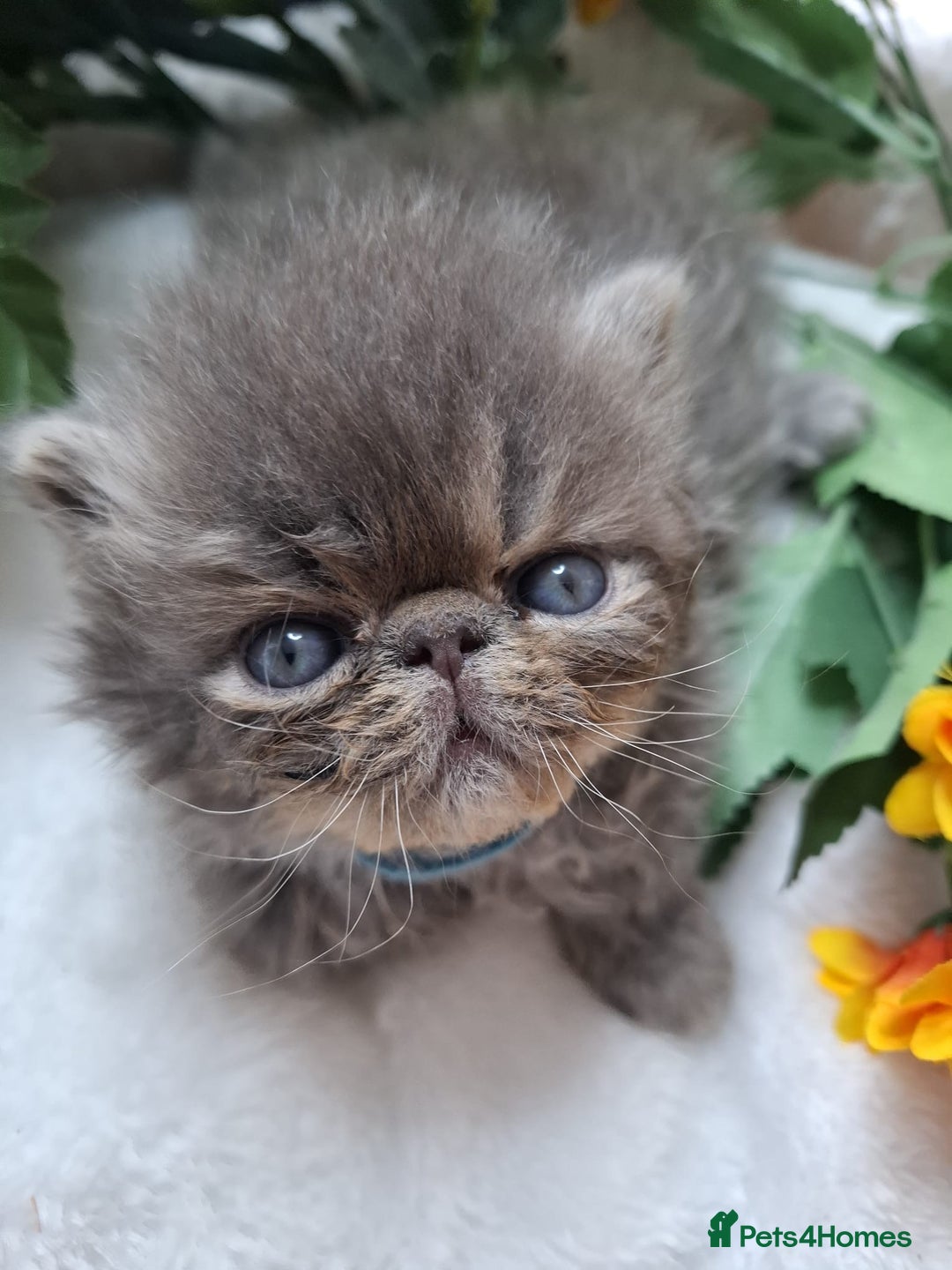 Persian cats for sale: Persian Kittens looking for their forever homes - Image 3