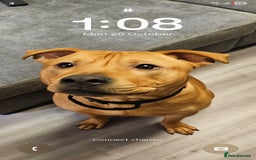 Mixed Breed dogs for sale: Bear the big cuddly goof - Advert 1