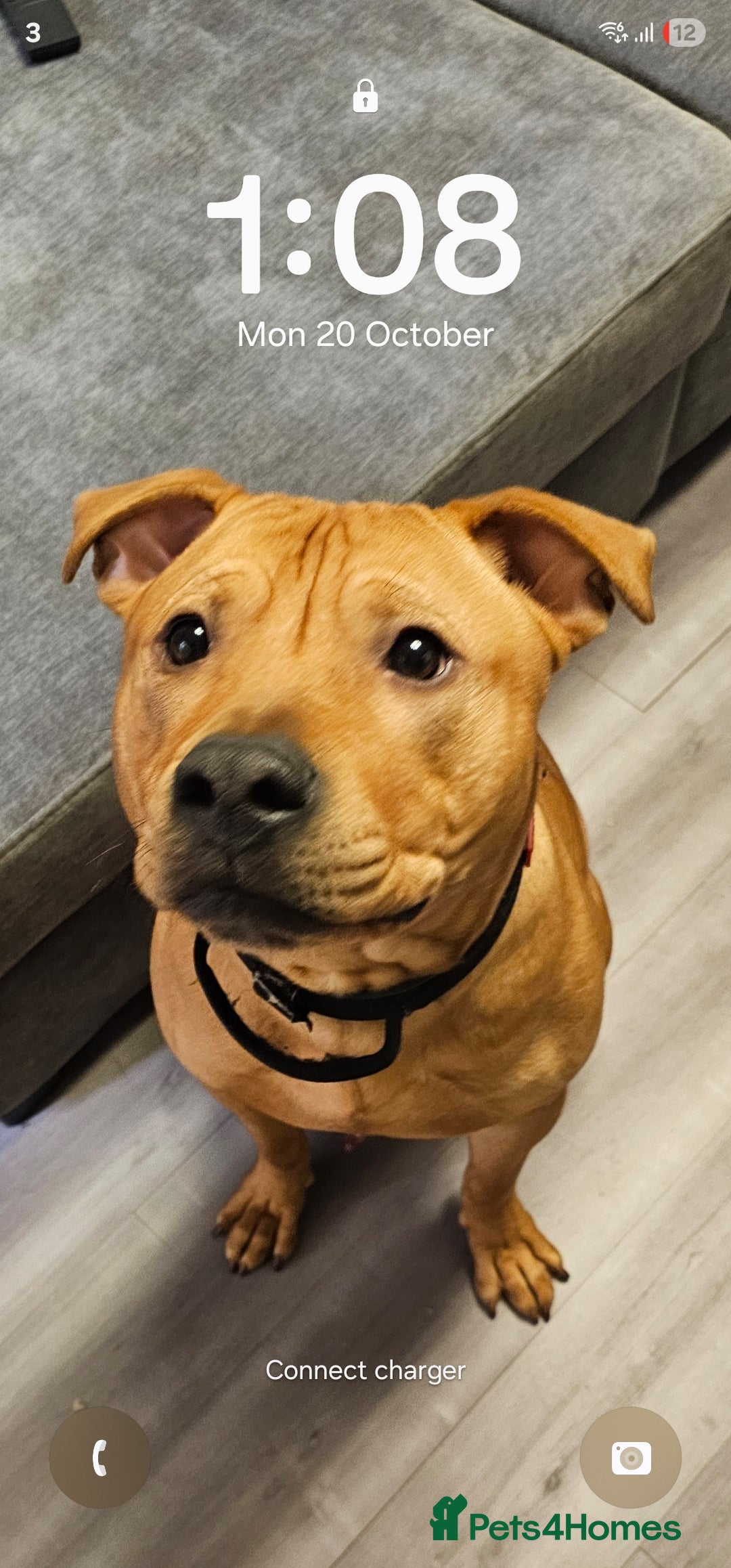 Mixed Breed dogs for sale: Bear the big cuddly goof - Advert 1