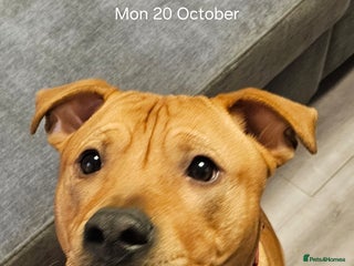 Mixed Breed dogs Bear the big cuddly goof - Advert 1