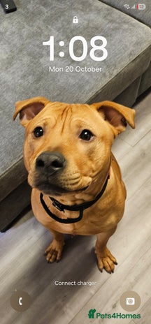 Mixed Breed dogs Bear the big cuddly goof - Advert 1