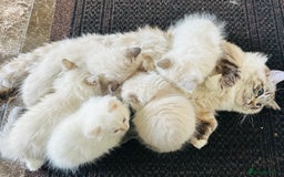 Ragdoll cats for sale: Beautiful Ragdoll Kittens  - Image 30
