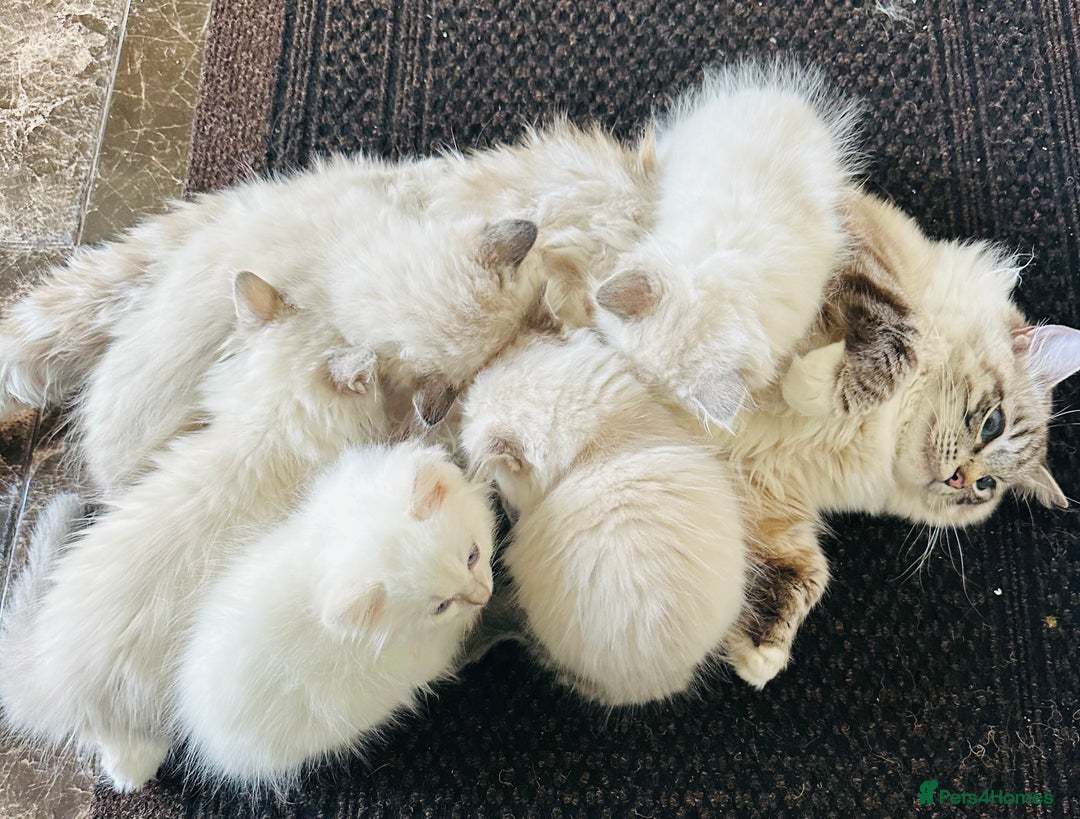 Ragdoll cats for sale: Beautiful Ragdoll Kittens  - Image 30
