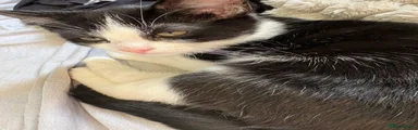 Handsome 