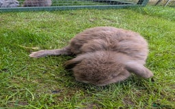 Mini Lop rabbits for sale: Beautiful mini lops, some have additional needs  - Image 8