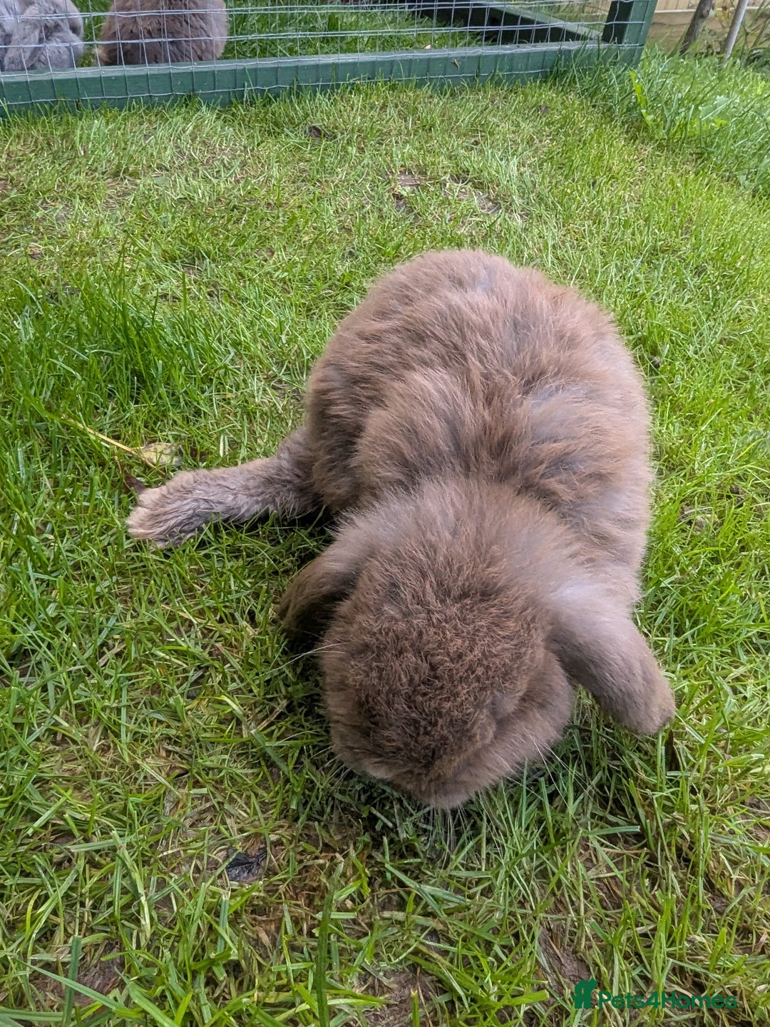 Mini Lop rabbits for sale: Beautiful mini lops, some have additional needs  - Image 8
