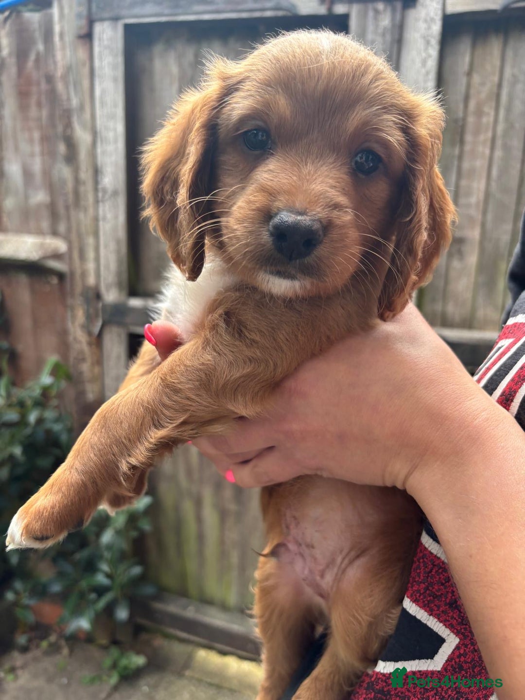 Cockapoo dogs for sale: Beautiful Cockapoo Puppies – Ready Soon  - Image 4