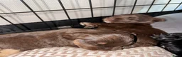 Cocker Spaniel dogs for sale: Beautiful Cocker Spaniel Puppies  - Advert 16