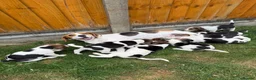 Beagle dogs for sale: 🐶Beagle Puppies 2 Girls for Sale🐶 - Advert 23