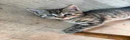 Mixed Breed cats for sale: Beautiful kittens looking for their forever home in Derby - Advert 11