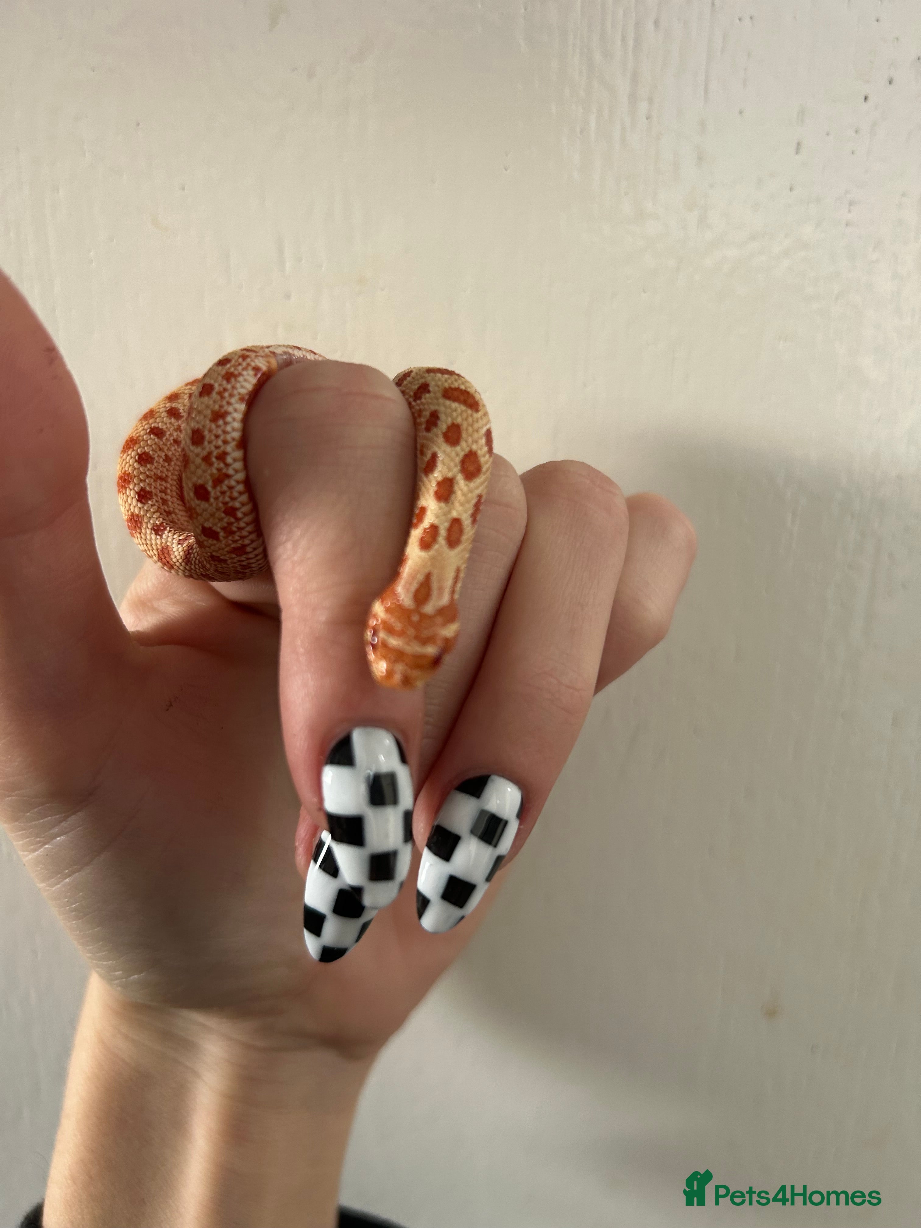 Snake reptiles Purple line albino anaconda het axanthic hognose - Advert 3