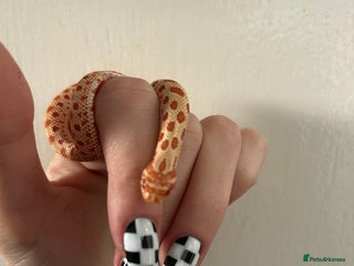 Snake reptiles Purple line albino anaconda het axanthic hognose - Advert 3